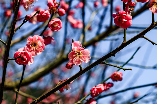 红梅花 梅树 开放 枝条 特写