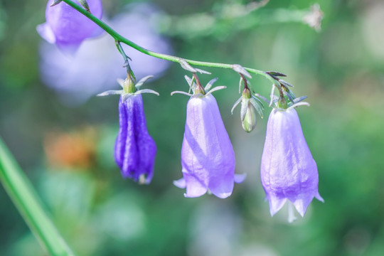 沙参花