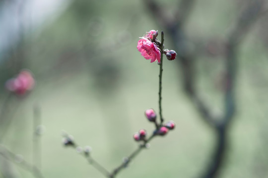 桃花