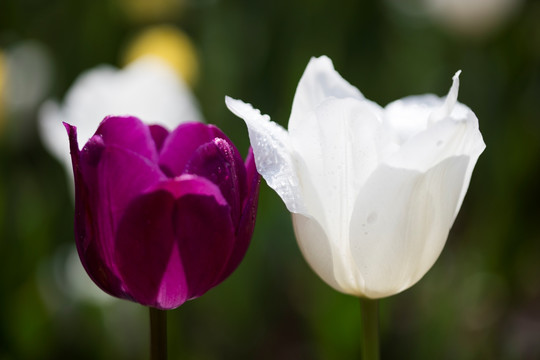 郁金香花