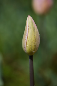 郁金香花