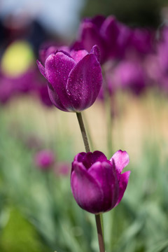 郁金香花