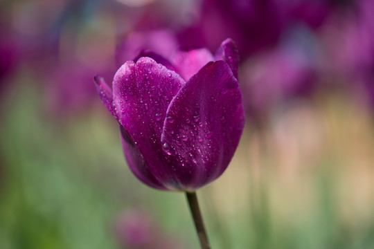 郁金香花