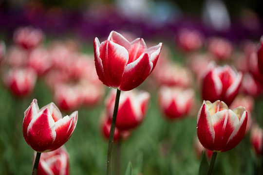 郁金香花