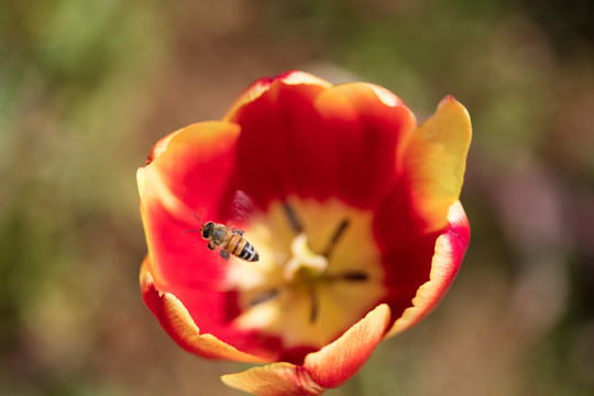 郁金香花