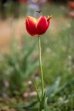 郁金香花