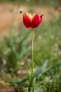 郁金香花