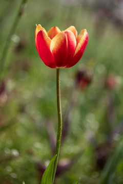 郁金香花