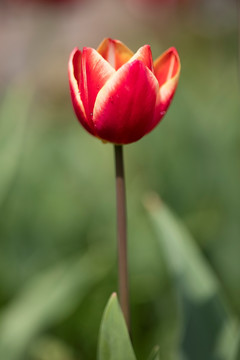 郁金香花