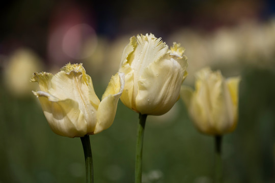 郁金香花