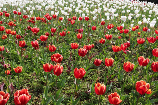 郁金香花