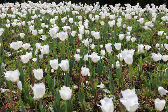 郁金香花