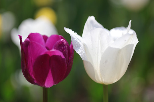 郁金香花