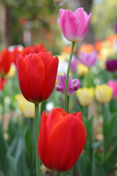 郁金香花