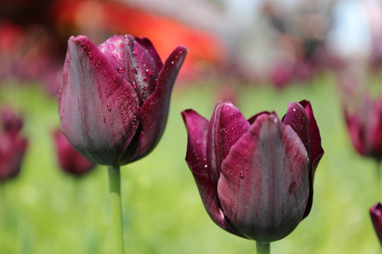 郁金香花