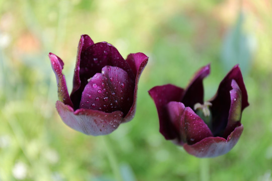 郁金香花