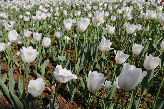 郁金香花