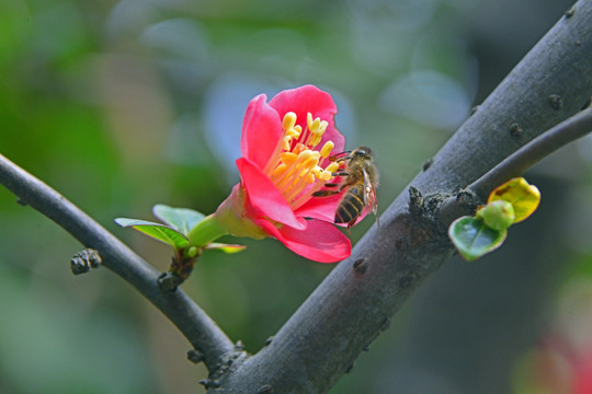 海棠花 蜜蜂采蜜 高清TIF图