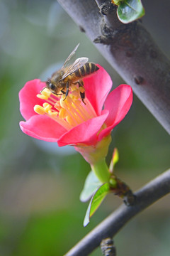 海棠花 蜜蜂采蜜 高清TIF图