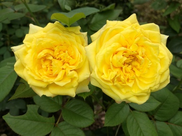 黄月季 黄玫瑰