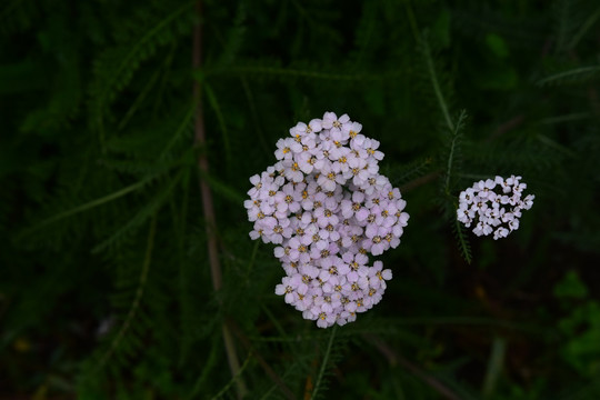 小花