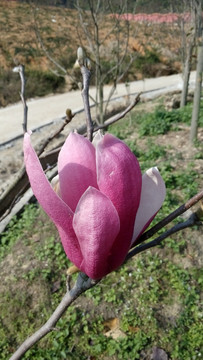 花 小花 植物 花卉 花草