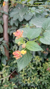 花 小花 植物 花卉 花草