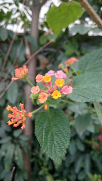 花 小花 植物 花卉 花草