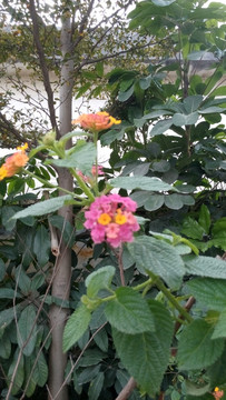 花 小花 植物 花卉 花草