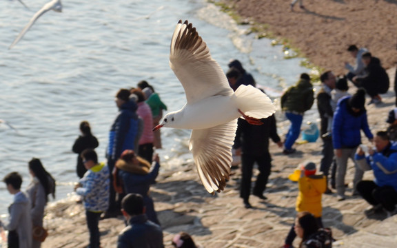 海欧与游人