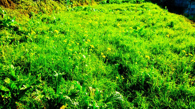 青草地 菜地