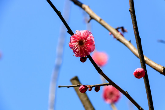 梅枝梅花 梅枝 花枝花朵 花卉