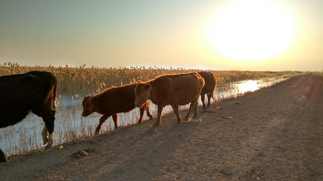 夕阳下的牛群，牛群