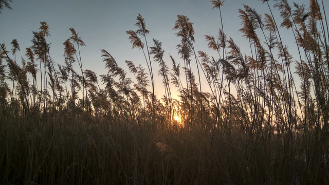 芦苇丛中的日出