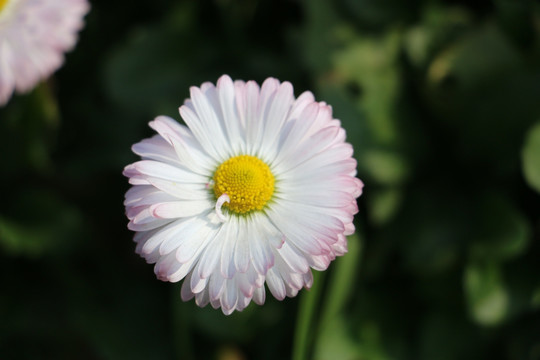 一朵高清白色菊花