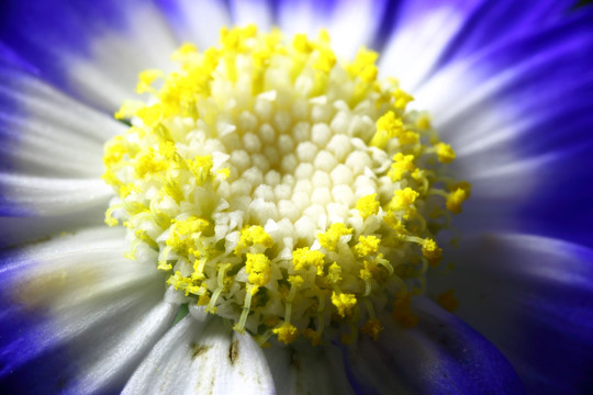 蓝色瓜叶菊花蕊