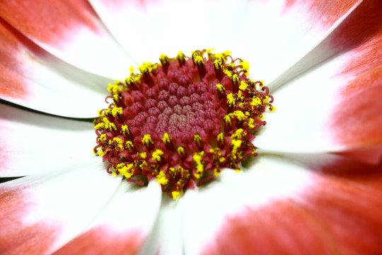 红色瓜叶菊花蕊