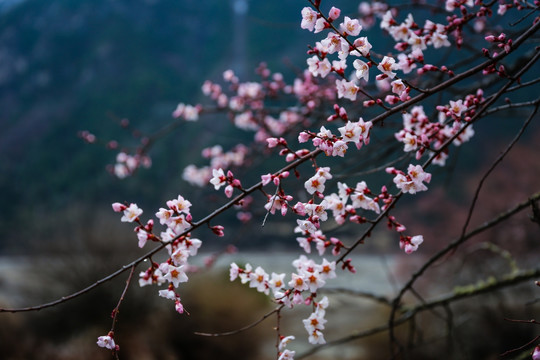 梨花树枝