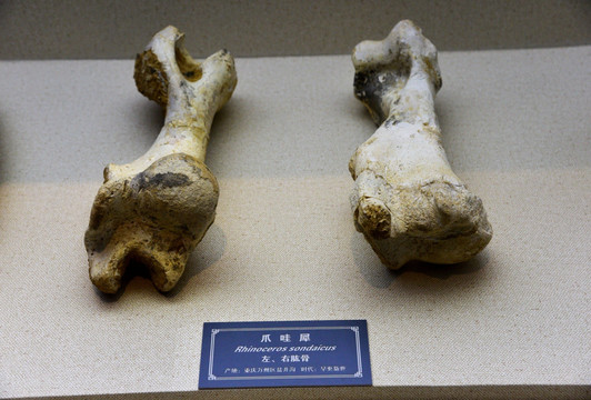 爪哇犀骨骼