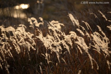 夕阳逆光下的芒草 细叶芒