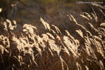 夕阳逆光下的细叶芒 发光芒絮