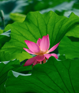 荷花 莲花素材