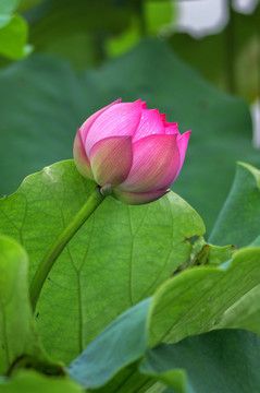 荷花 莲花素材