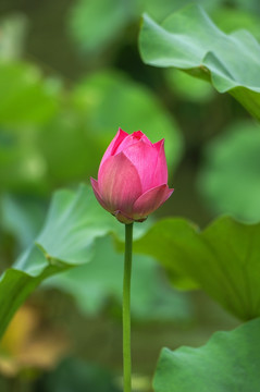 荷花花苞