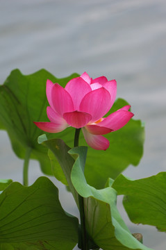 荷花 莲花素材