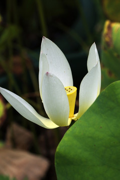 荷花 莲花素材