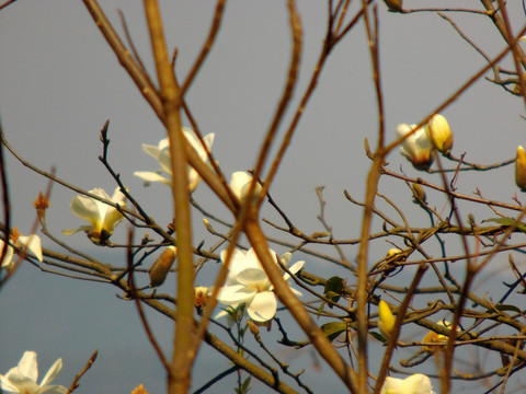 桐子花