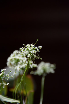 蕾丝 植物 鲜花