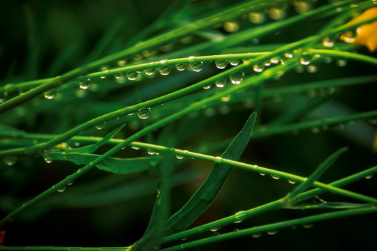 金鸡菊 雨珠