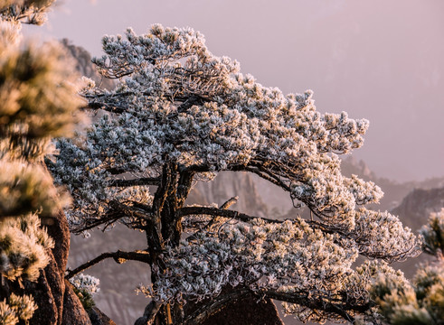 黄山雾凇